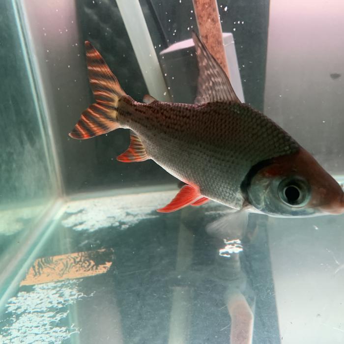 Red feifeng american flagtail rff