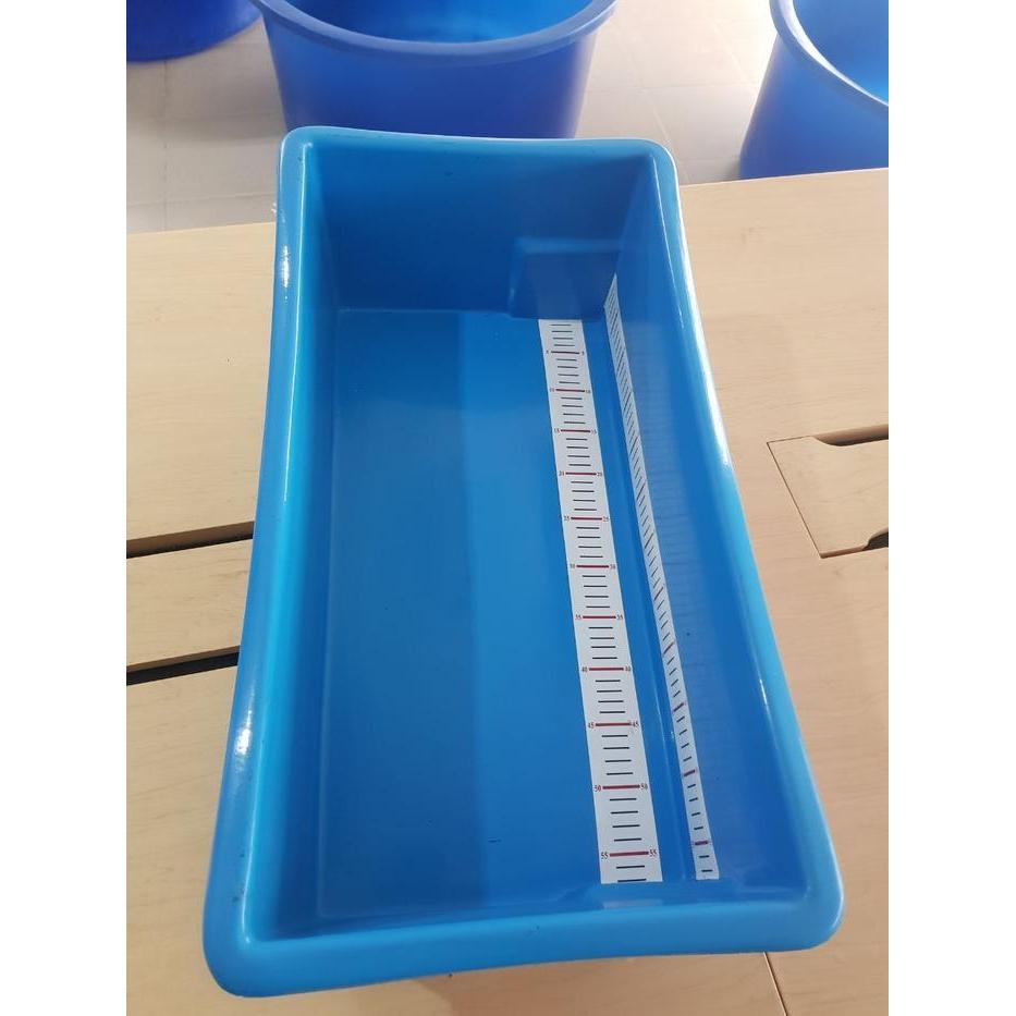 BAK UKUR KOI 50CM