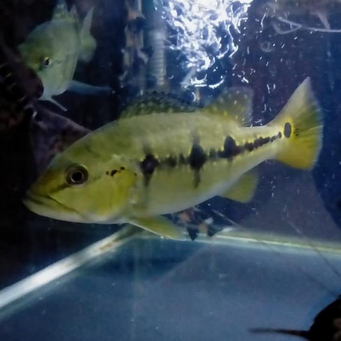 Hiasan Aquarium Ikan Peacock Bass Xingu Ikan Hias Ikan Predator