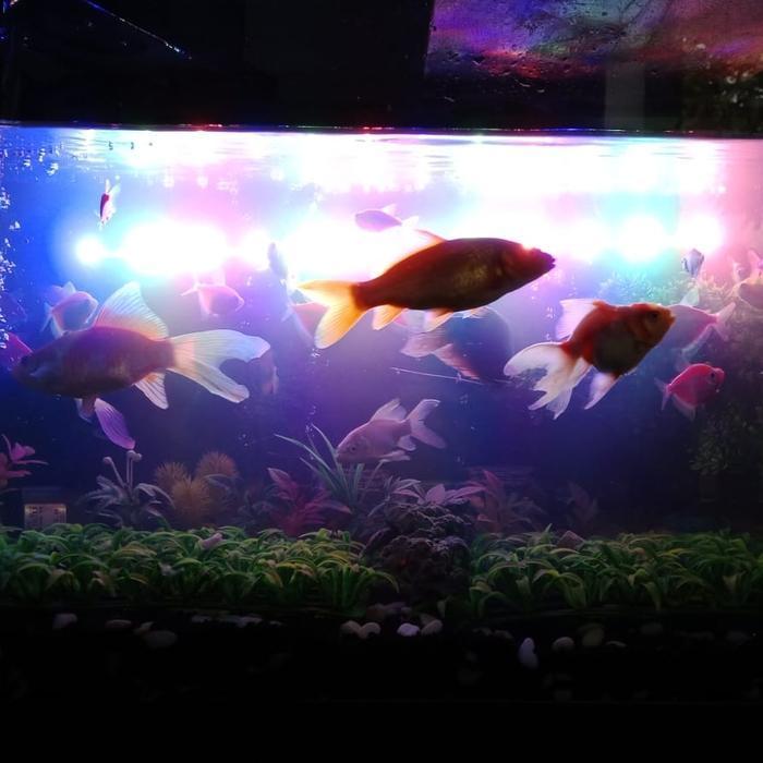 akuarium ikan hias 60x40x