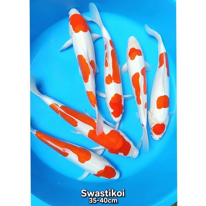 Ikan Koi Blitar Paket Jumbo Bagus