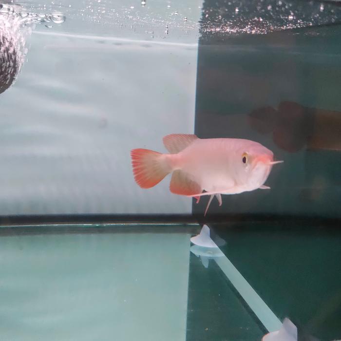 arwana super red