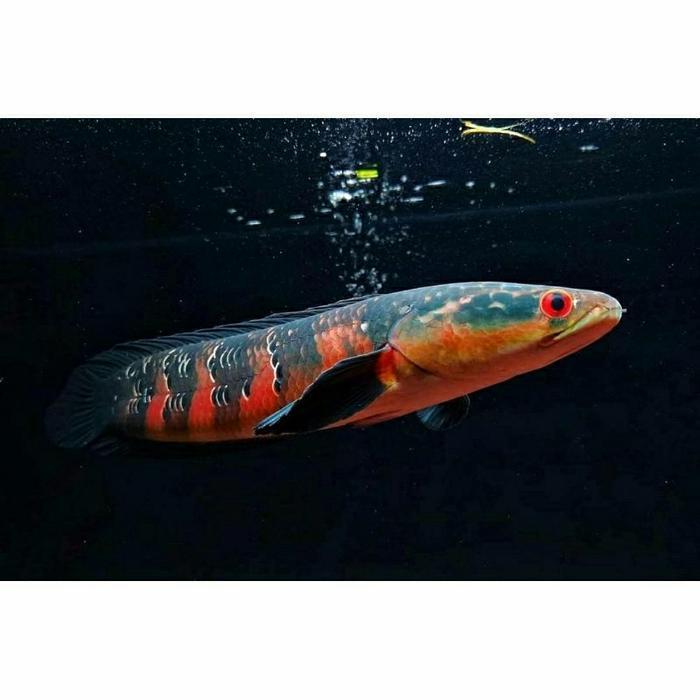 ikan channa red barito