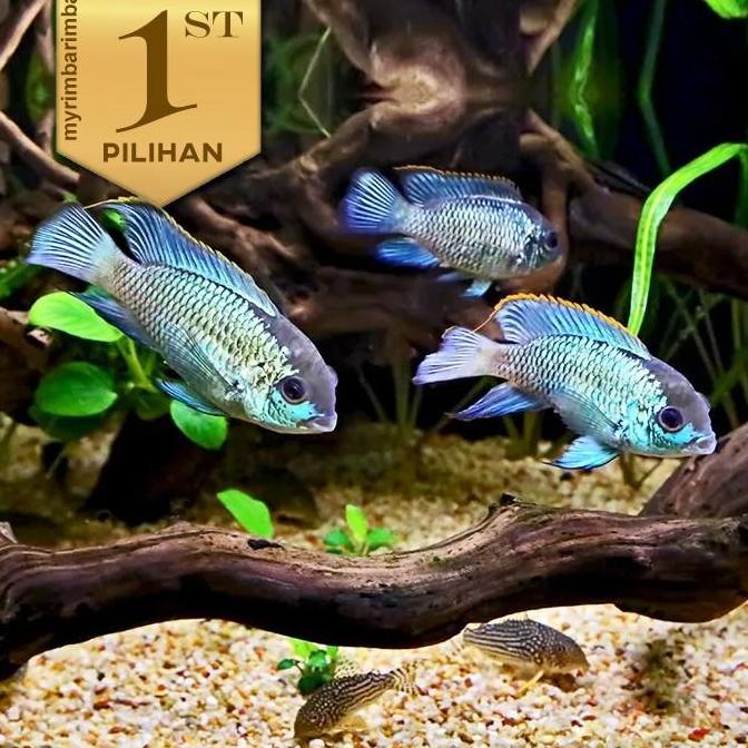 Paket Koloni (isi 10) Cichlid Blue Acara Ikan Hias Aquascape Hiasan Aquarium Tanaman Air