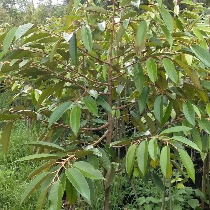 bibit unggul durian musangking,bawor,duri hitam kaki 3 gratis packing kayu