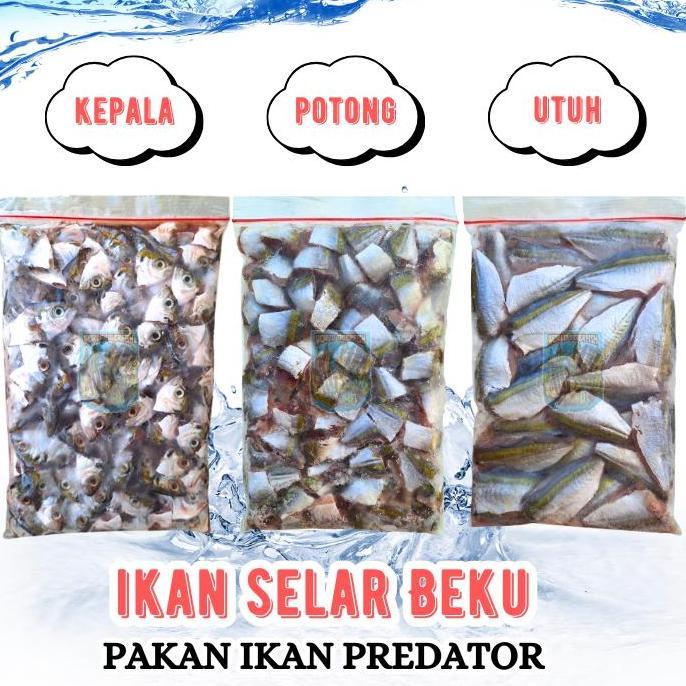 Mumpungready- Ikan Selar Beku Fresh Lempeng 500Gr Pakan Ikan Predator Ikan Potong