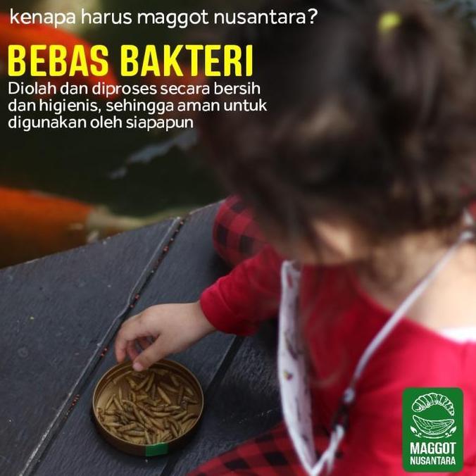 Duniaaquarium- Pakan Koi Suplemen Maggot Bsf 10Gr - Maggot Nusantara