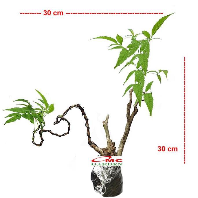 BONSAI BONSA BERLANGKAS KEDONDONG LAUT POLYSCIAS FRUTICOSA ANDONG 001 PROMO