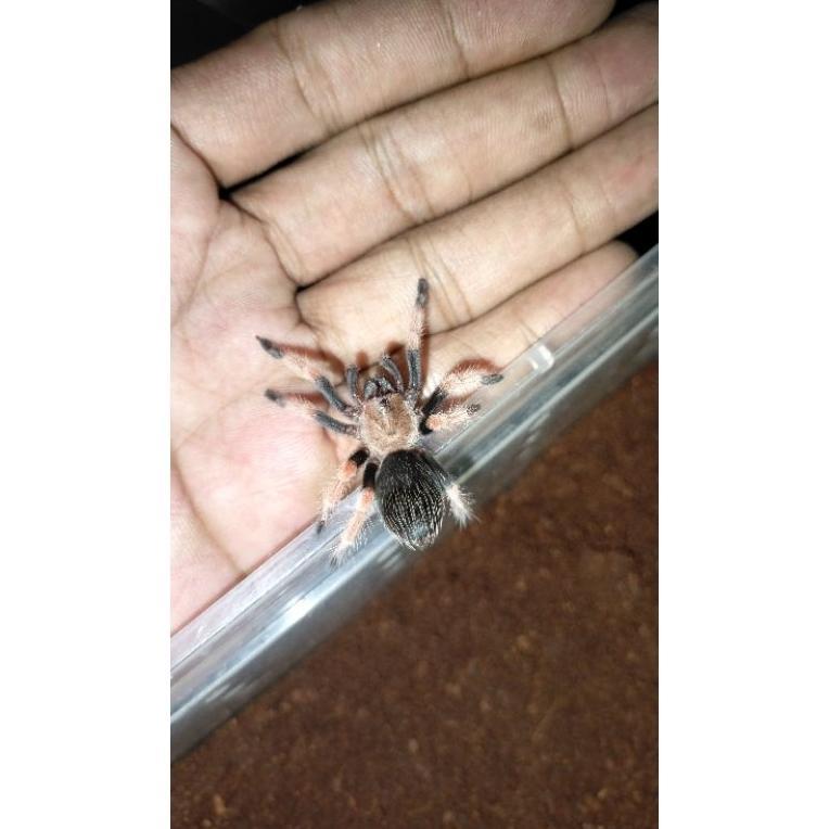 Brachypelma Boehmei