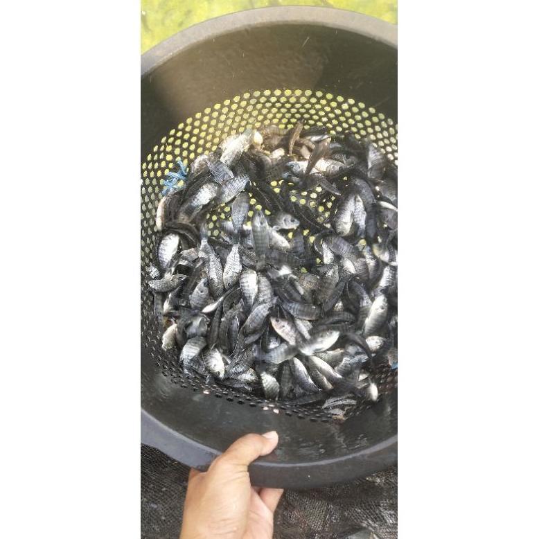 bibit ikan mujair ukuran 3/4