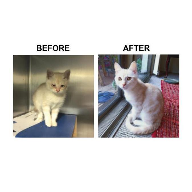 Katze- Obat Kucing Aflu Mengobati Flu Batuk Pilek Kucing Dan Kitten