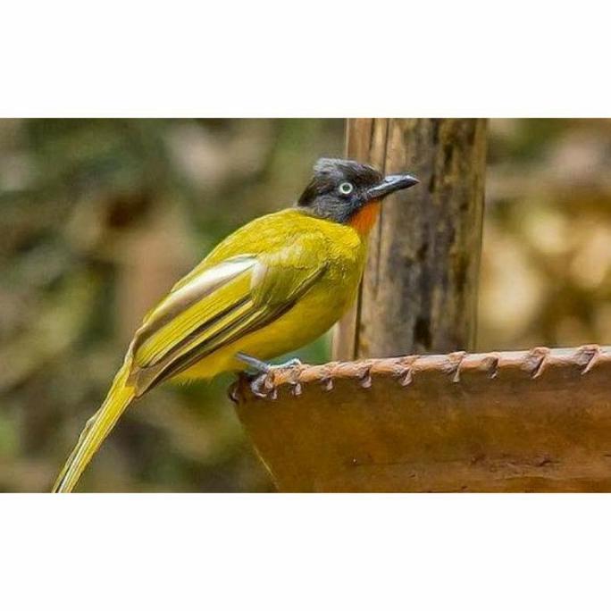 NEW BURUNG KUTILANG EMAS RAWATAN ORI