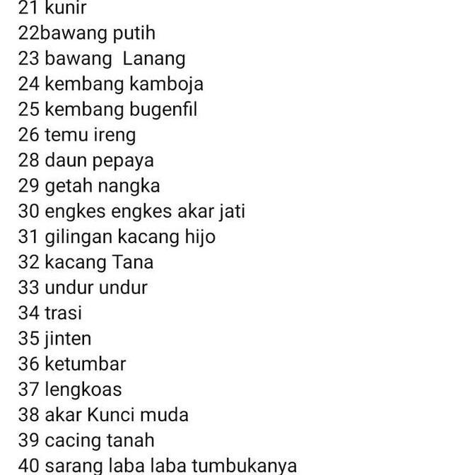 NEW WARISAN LELUHUR MOJOPAHIT PIL PERKUTUT PIL DERKUKU PIL TEKUKUR JAMU PERKUTUT SEHAT GACOR MANGGUN