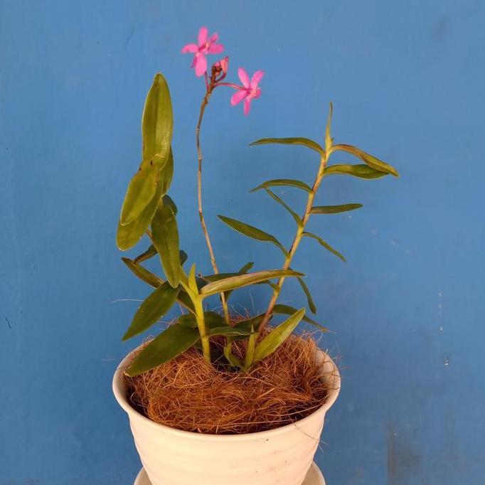 anggrek tanah epidendrum ungu