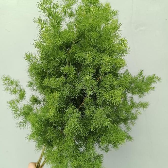 Daun Asparagus bintang / daun potong segar