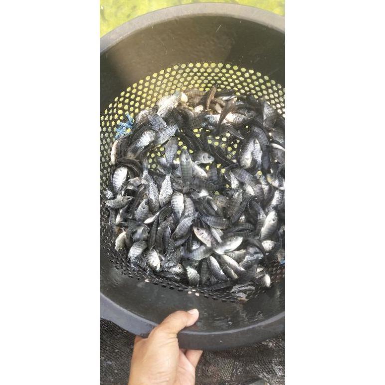 bibit ikan mujair ukuran 3/4