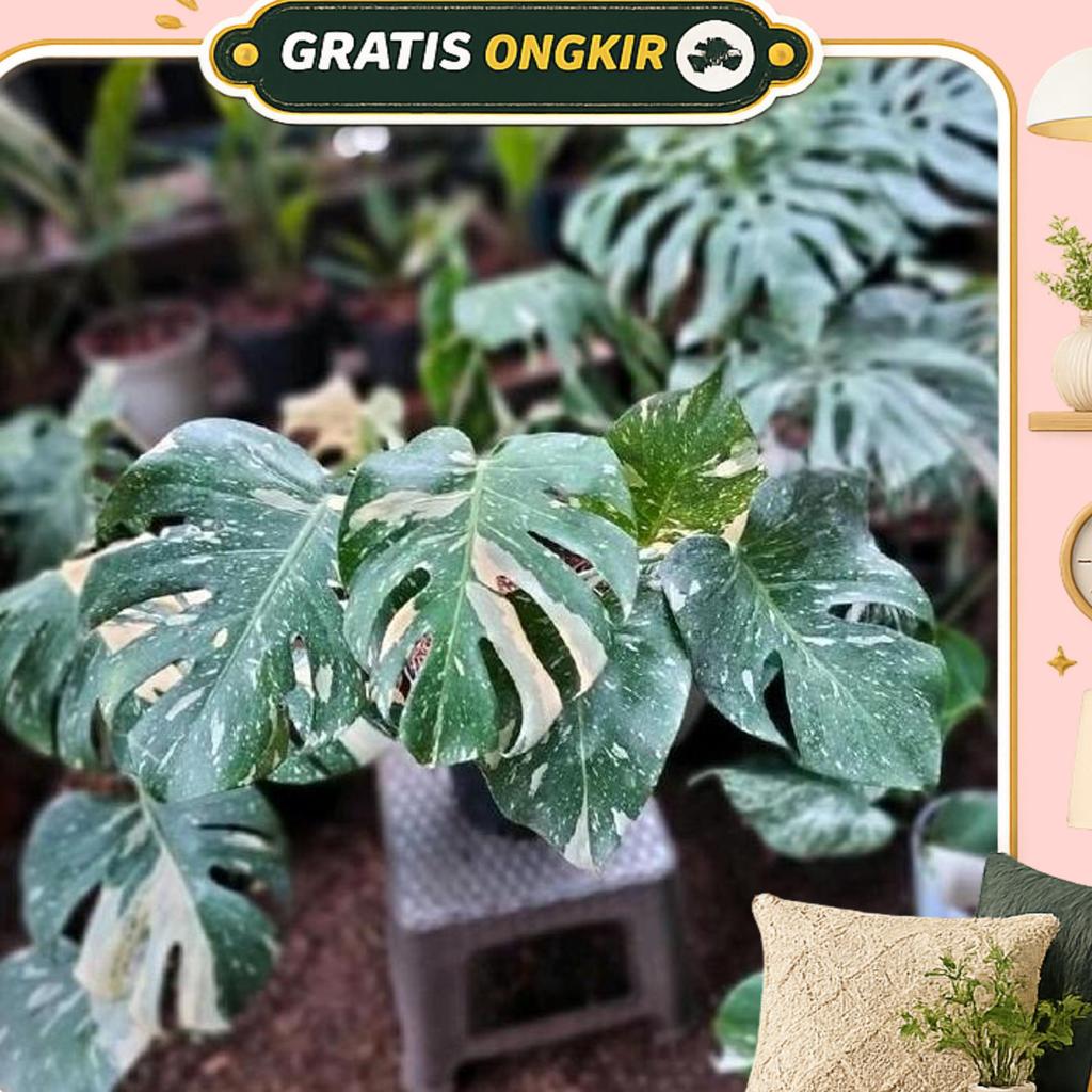 Monthai Philodendron Thai Constellation