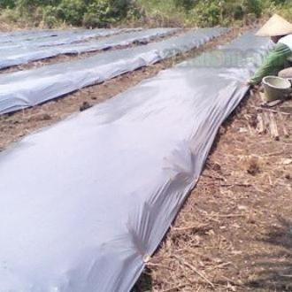Mulsa Plastik mulsa Hitam Perak 1 roll 120cm X 240m tebal 35 mikron pertanian perkebunan bagus kuat 