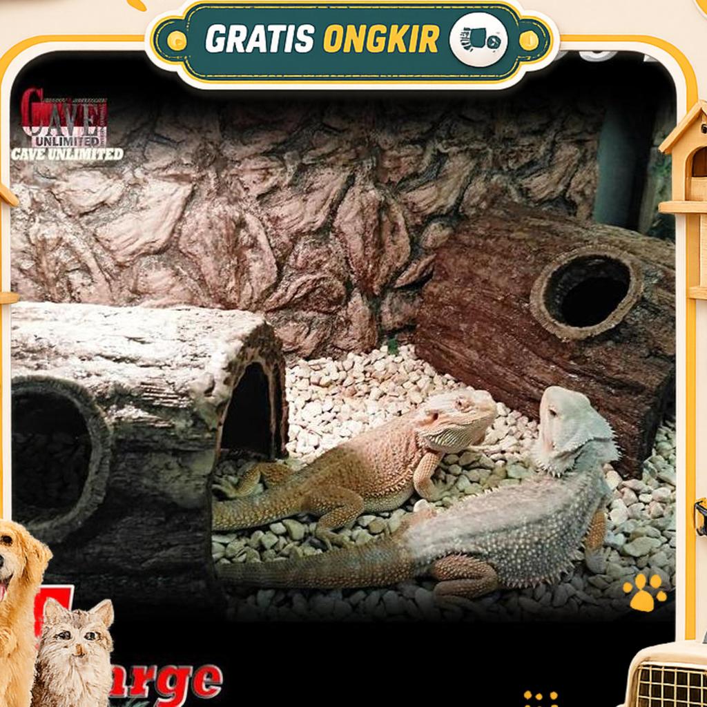 Hc010 Hidingcave Goa Hiding Cave Places Tempat Sembunyi Reptile Uler Torto Kura-Kura Darat Sulkata A