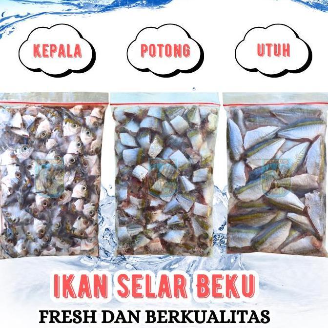 Acquario- Ikan Selar Beku Fresh Lempeng 500Gr Pakan Ikan Predator Ikan Potong