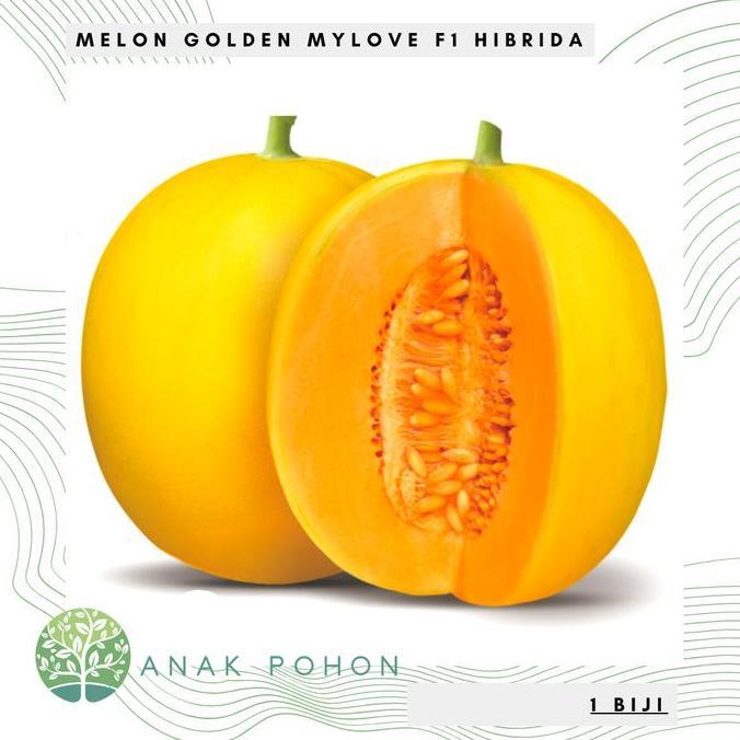 ready Benih Bibit Biji - Melon My Love F1 Golden Kuning Hibrida Seeds - Melon MyLove Rasa Manis & Wa