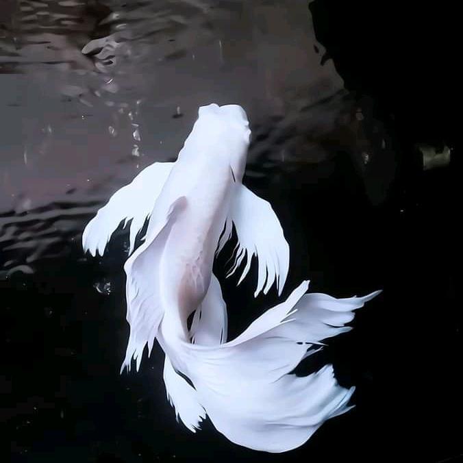 ikan koi platinum slayer jumbo size 40cm kusus (gojek only)