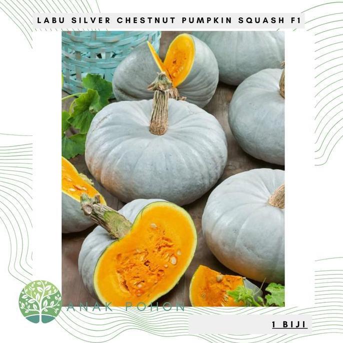 Benih Bibit Biji - Labu Silver Chestnut Pumpkin Squash F1 Kastanye Kaboca Perak Hibrida Seeds - IMPO