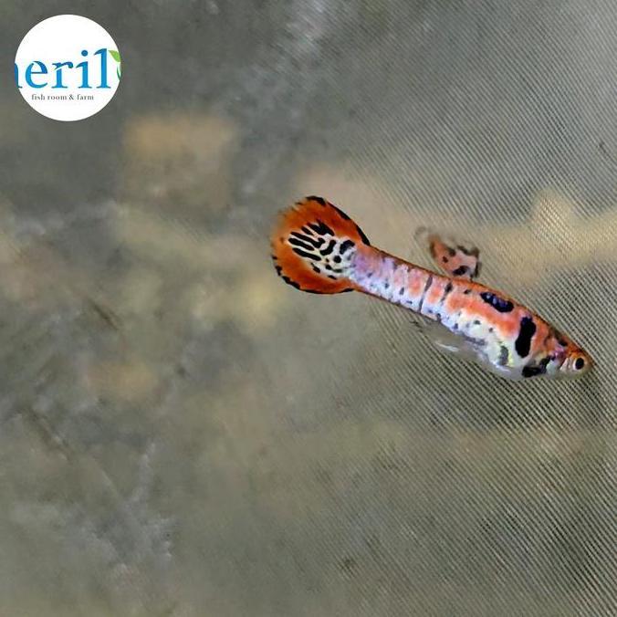 Endler Galaxy Magenta / Endler Galaxy Juve 1 pasang