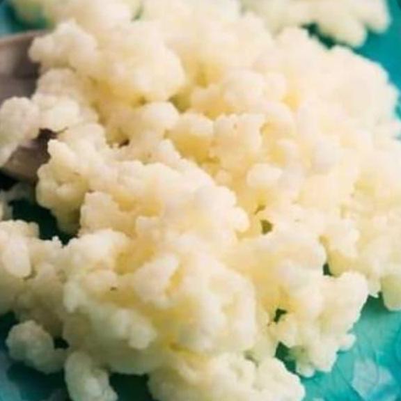 grain kefir susu / kefir susu /bibit kefir untuk pemula,10grm