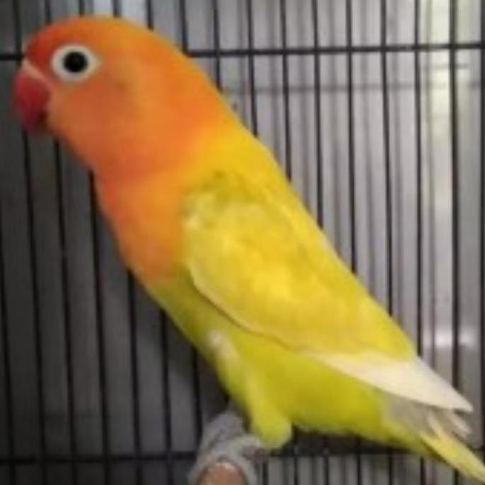 '' BURUNG LOVEBIRD PASKUN PAUD JANTAN/BETINA *