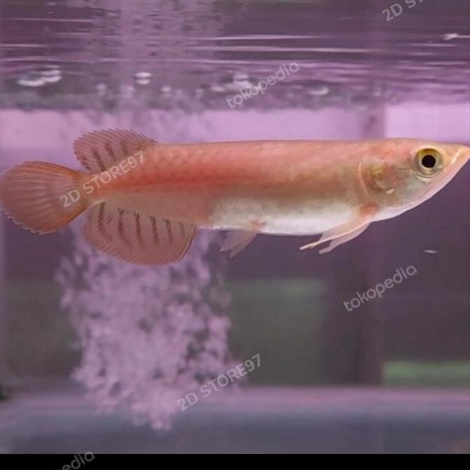 VIRALL IKAN HIAS ARWANA / AROWANA SUPER RED BABY *