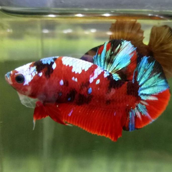 * CUPANG GALAXY MULTICOLOR GRADE A+ 070 ''