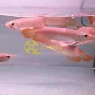 FYP ARWANA AROWANA SUPER RED 15 CM *