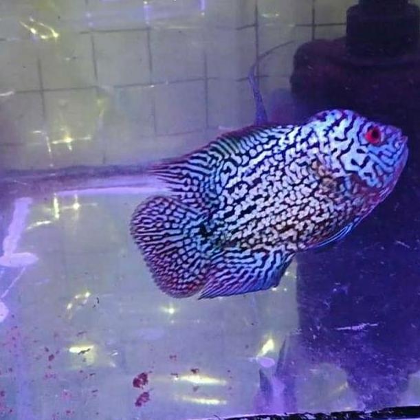 // LOUHAN KAMFA F2 ASLI IMPORT THAILAND 3 4 CM *