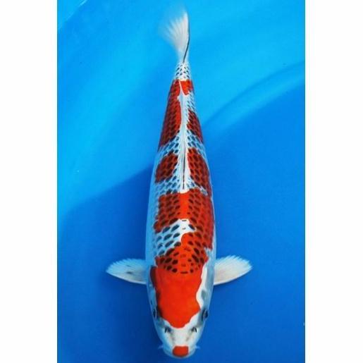 * IKAN HIAS KOI KUJAKU IMPORT SIZE 20CM ''