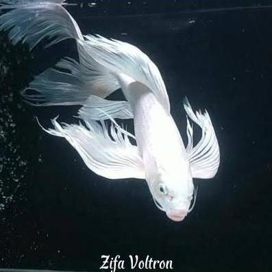 VIRALL IKAN KOI SLAYER PLATINUM SIZE 30CM - IKAN PLATINUM SLAYER - IKAN PUTIH SLAYER - IKAN KOI BAGU