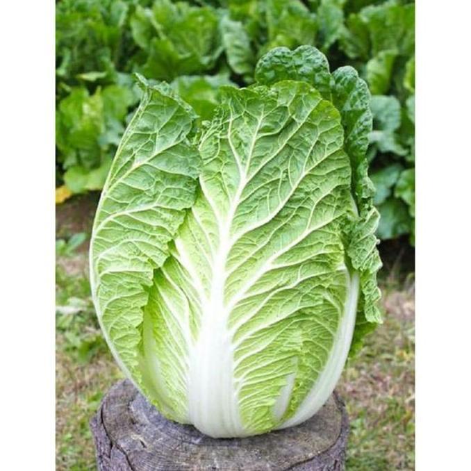 20 Biji Benih Sawi Putih Slobor F1 Import Quality Seed, Bibit Sayuran Benih Sayuran - Sawi Putih Hib