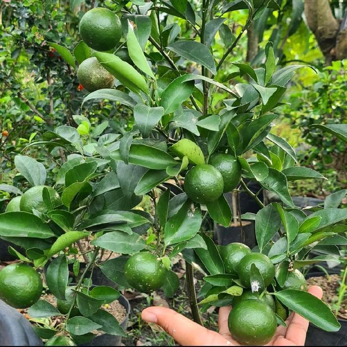 PAKET 3 JERUK BERBUAH || PAKET BIBIT JERUK BENIH JERUK BERBUAH RIMBUN SUPER