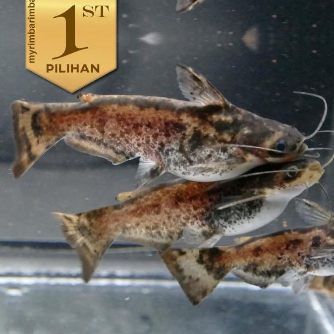 Paket Koloni (isi 10) Colombian Catfish Ikan Hias Predator Hiasan Aquarium Aquascape Kolam