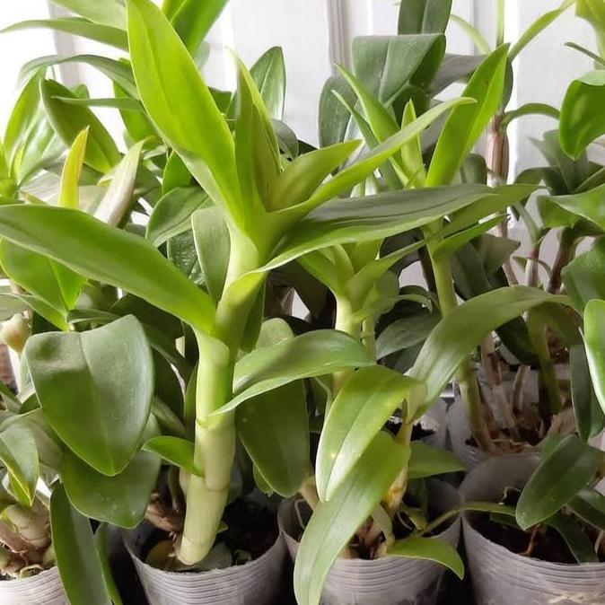 Newgrd- Tanaman Anggrek Dendrobium Bunga Merah