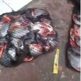 Umpan Bawal Upil Ngacir Kecil 20Gram / Umpan Galatama Bawal & Harian