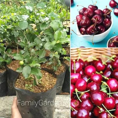 bibit buah cherry jepang / ceri jepang