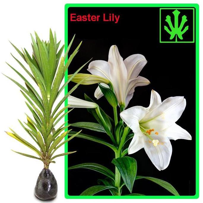 Bibit Bunga Easter Lily Putih