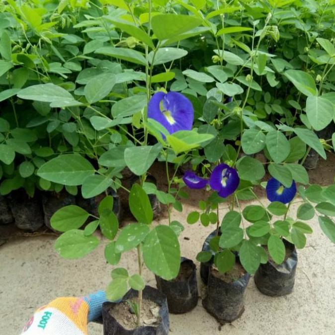 BIBIT TANAMAN BUNGA TELANG BIRU/ HERBAL TELANG/ TEH BIRU