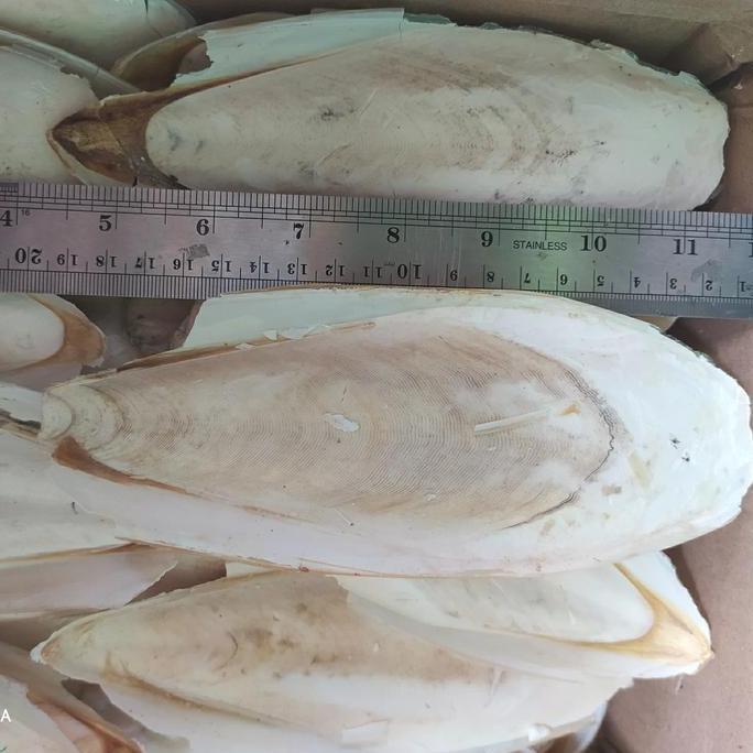 CANGKANG SOTONG 15CM-20CM / KALSIUM BURUNG / TULANG SOTONG BEST PRODUK