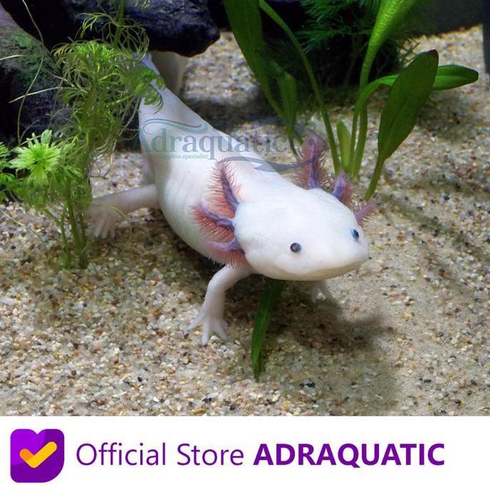 Afterday- Axolotl Putih Mata Hitam Leucistic White Dogfish Salamander Fish