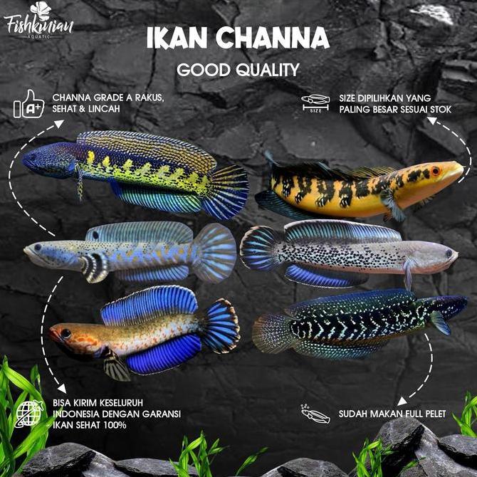 IKAN CHANNA GRADE A - Auranti, Andrao, Blue Pulchra, Maru, Stewarti