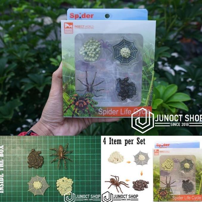 HADIAH MINIATURE HEWAN EDUKASI SIKLUS HIDUP LABA-LABA BOX PLASTIK - MAINAN EDUKATIF LIFE CYCLE SPIDE
