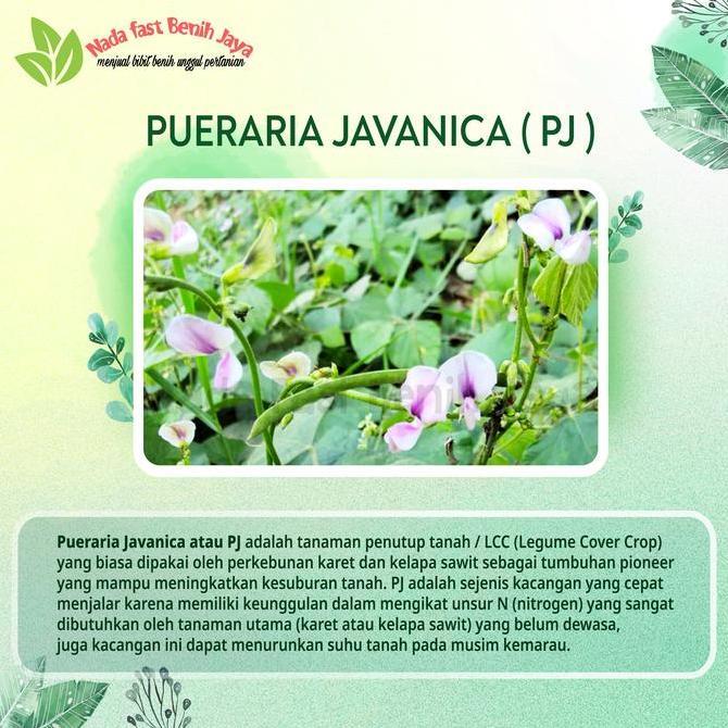 Benih Pj Pueraria Javanika 20 Gram / Biji Kacang Kacangan / Bibit Pueraria Javanica