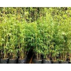 NEW Tanaman Hias Bambu Kuning Hias Jepang/Bambu Kuning Mini Bibit Berkualitas Dan Batang Rimbun Daun